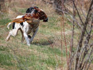 White and black island pointer carries hunting pheasant in its teeth while hunting.