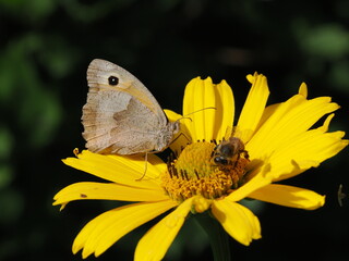 Obraz premium Przestrojnik jurtina (Maniola jurtina) i pszczoła miodna (Apis mellifera)