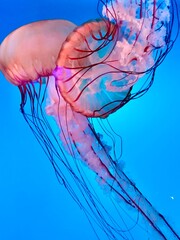 jelly fish in the sea