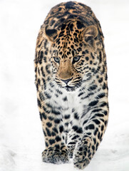 Rare Far Eastern or Amur leopard walks in the snow.