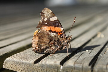 Primer plano de una mariposa sobre una superficie de madera iluminada por el sol.