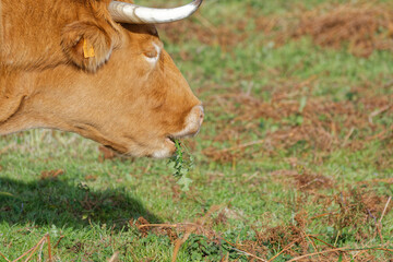 gros plan sur une vache broutant de l'herbe