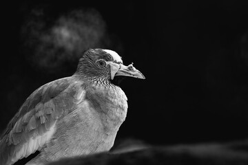photograph of an african senegal plover bird in its natural habitat