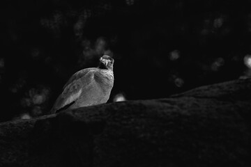 photograph of an african senegal plover bird in its natural habitat