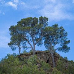 Tall pine trees standing atop a rocky hill under a bright blue sky with light clouds.
