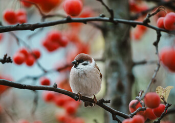 Eurasian Tree Sparrow on Branch with Red Berries