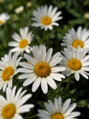 Fototapeta premium Close-up of white daisies blooming in lush greenery.