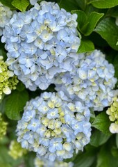 Blue hydrangeas in the garden