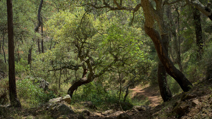 Lush forest scene with tall, gnarled trees and vibrant greenery.