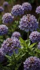 Fototapeta premium Cluster of purple flowers standing tall, evoking tranquility.