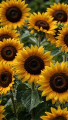 Fototapeta premium Cluster of yellow sunflowers with dark brown centers.