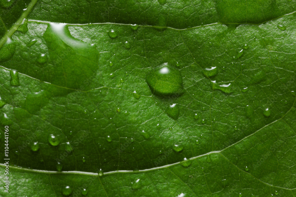 Wall mural Green tree leaf in drops of water or rain