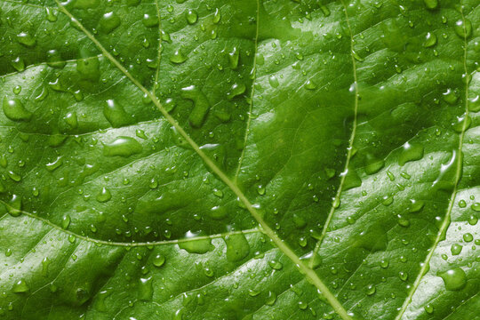 Green tree leaf in drops of water or rain