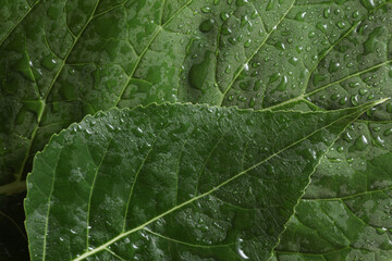 Obraz premium Green tree leaf in drops of water or rain
