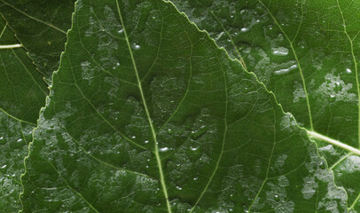 Green tree leaf in drops of water or rain
