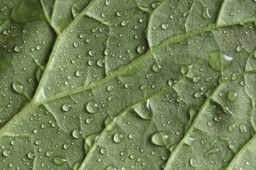 Green tree leaf in drops of water or rain