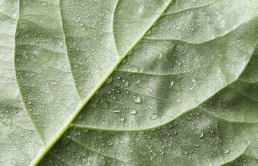 Green tree leaf in drops of water or rain