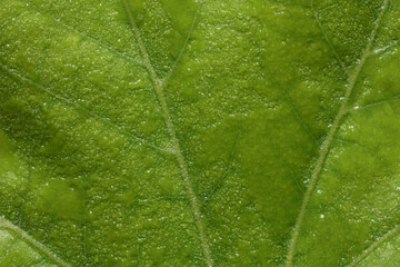 Green tree leaf in drops of water or rain