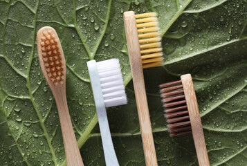 Toothbrushes on green leaf with drops of water or rain. Eco concept