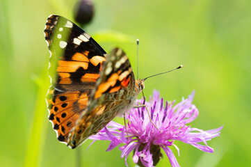 Close-up of a colorful butterfly feeding on a flower