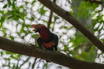 photograph of an African red-breasted bearded bird in its natural habitat