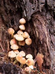 A clum of mushrooms growing in the crack of a tree trunk in autumn. 