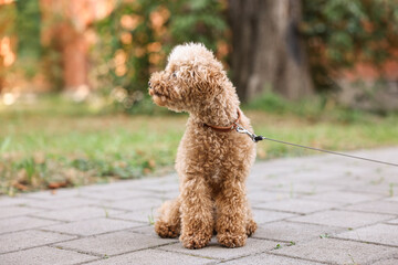 Cute Maltipoo dog with leash on walk outdoors