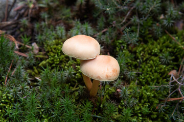 two mushrooms among the moss