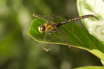 Beautiful dragonfly on green leaf outdoors, macro view