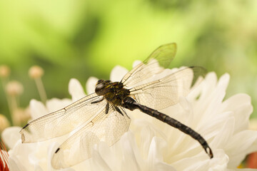 Beautiful dragonfly on flower outdoors, macro view