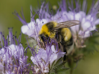 Trzmiel gajowy (Bombus lucorum) wśród kwiatów