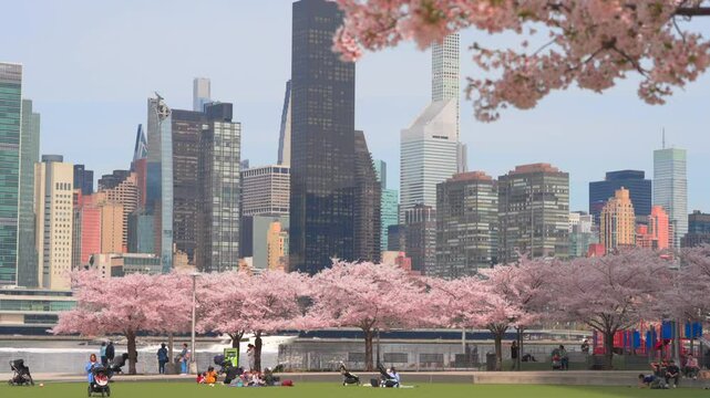 NEW YORK, NEW YORK - USA - APRIL 9: Yoshino Cherry blossoms are in full bloomed toward Midtown Manhattan skyscraper at Hunter&rsquo;s Point South Park beside East River at Long Island City, Queens, New York