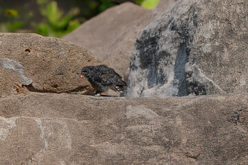photograph of an African owl in its natural habitat