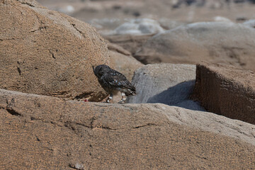 photograph of an African owl in its natural habitat