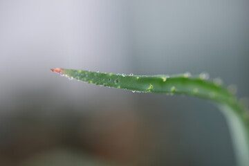 Green leaves of a houseplant in drops of water