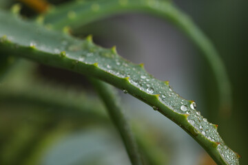 Green leaves of a houseplant in drops of water