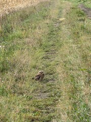 Burrowing Owl 