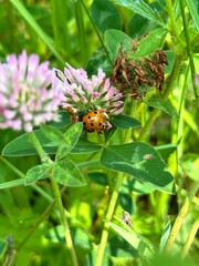 Ladybug on Clover