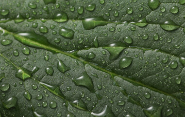 Background of green leaf in raindrops