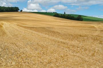 Rolling and harvested yellow wheat field with stubble under a blue sky in the summer south of Toulouse in Southern France