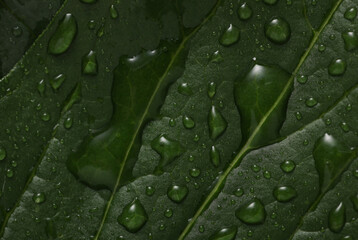 Nature Background of green leaf in raindrops