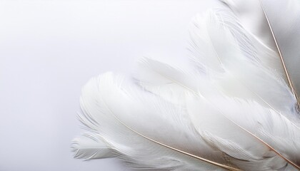 Luxury White feather transparent background   white isolate. Copy space image design