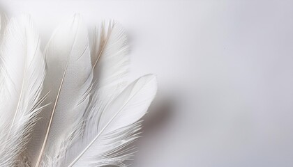 Luxury White feather transparent background   white isolate. Copy space image design