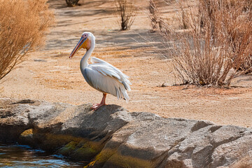 .photograph of an African pelican in its natural habitat