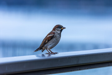 Avila Beach California Wildlife, San Luis Obispo County Birds, Beach Birds