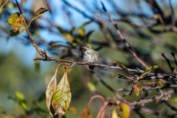 Obraz premium Birds of the Central Coast of California, Wildlife, Bird, Hummingbird