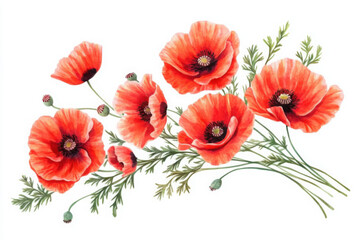 Obraz premium PNG Flower poppy plant rose.