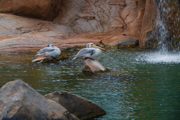 .photograph of an African pelican in its natural habitat