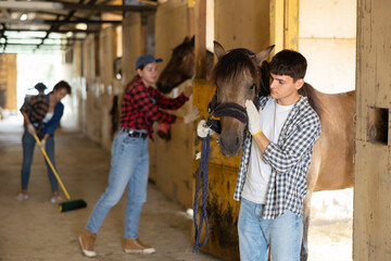 Young stable worker leads horse out of its stall by the bridle