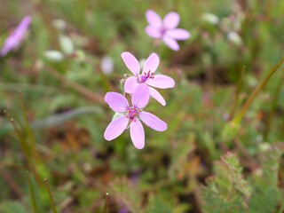 Fototapeta premium Closeup of common stork's-bill flower in early spring, Colorado